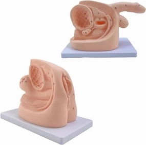 Anatomical Urinary System Model Set, Portable Clinical Simulator Reusable - Dual Gender Educational Kit for Biology Studies (PVC, 1.1lbs)(Combo)