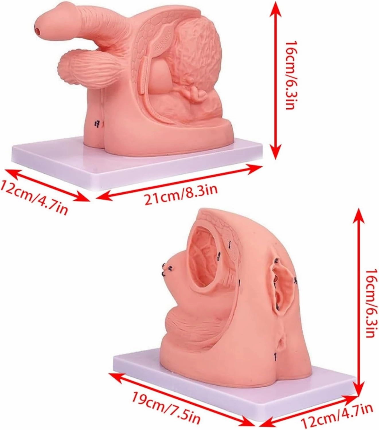 Anatomical Urinary System Model Set, Portable Clinical Simulator Reusable - Dual Gender Educational Kit for Biology Studies (PVC, 1.1lbs)(Combo)