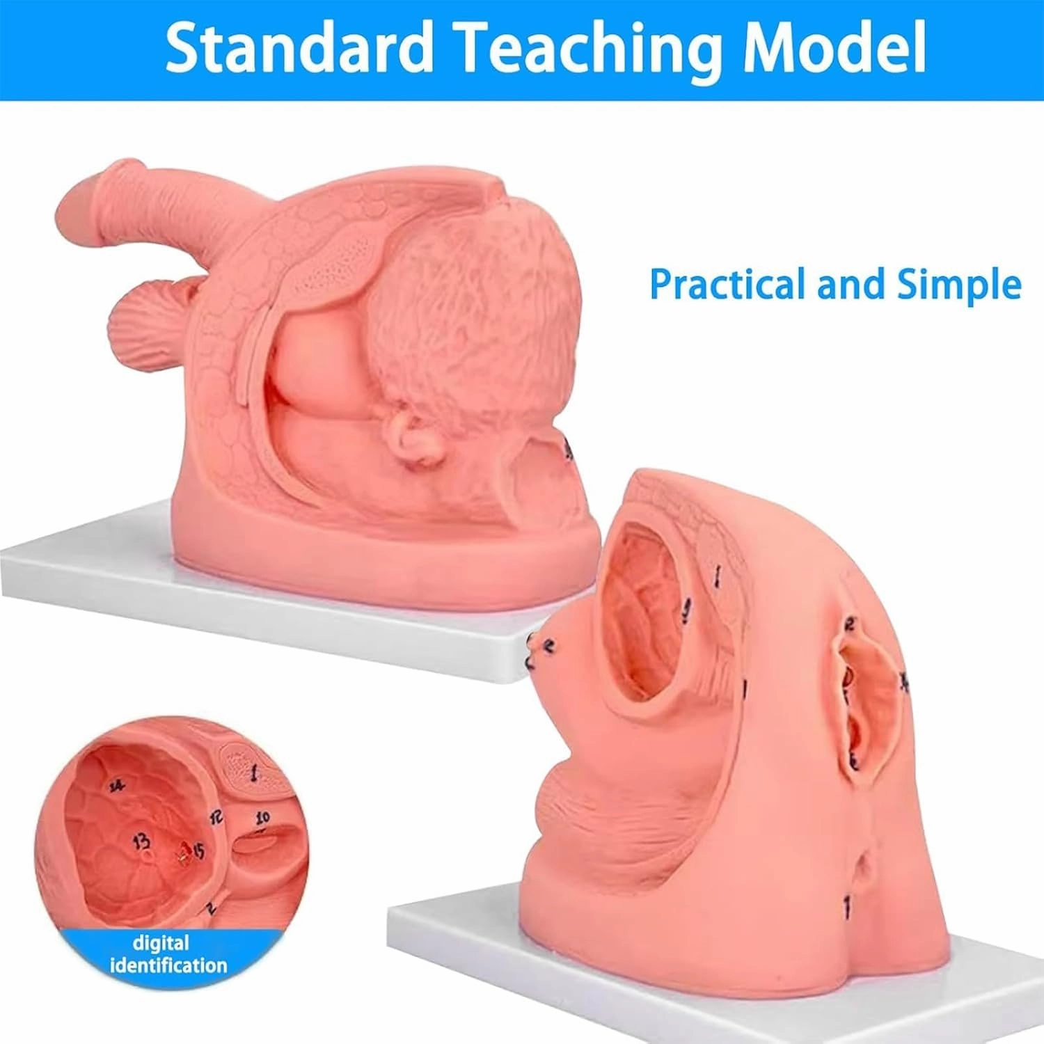 Anatomical Urinary System Model Set, Portable Clinical Simulator Reusable - Dual Gender Educational Kit for Biology Studies (PVC, 1.1lbs)(Combo)