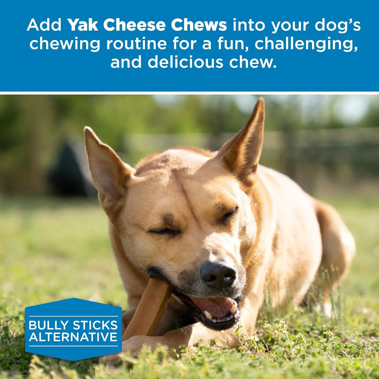 Best Bully Sticks Himalayan Yak Cheese for Dogs - Large 4 Count (Pack of 1) - Natural, No Lactose, Odor Free, Long-Lasting Snack