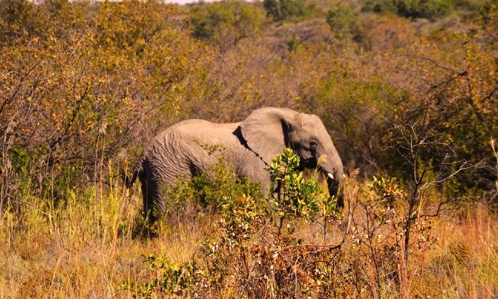 Limpopo: 2-Night Stay for Two including Meals, and 2 x Game Drives at Honeyguide Ranger Camp