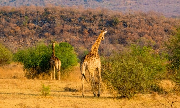 Limpopo: 2-Night Stay for Two including Meals, and 2 x Game Drives at Honeyguide Ranger Camp