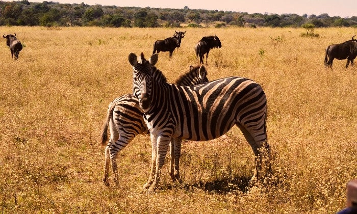 Limpopo: 2-Night Stay for Two including Meals, and 2 x Game Drives at Honeyguide Ranger Camp