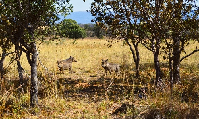 Limpopo: 2-Night Stay for Two including Meals, and 2 x Game Drives at Honeyguide Ranger Camp