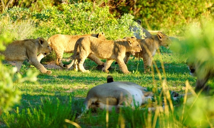 Limpopo: 2-Night Stay for Two including Meals, and 2 x Game Drives at Honeyguide Ranger Camp