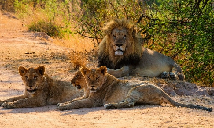 Limpopo: 2-Night Stay for Two including Meals, and 2 x Game Drives at Honeyguide Ranger Camp
