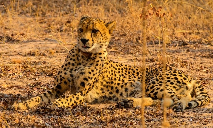 Limpopo: 2-Night Stay for Two including Meals, and 2 x Game Drives at Honeyguide Ranger Camp