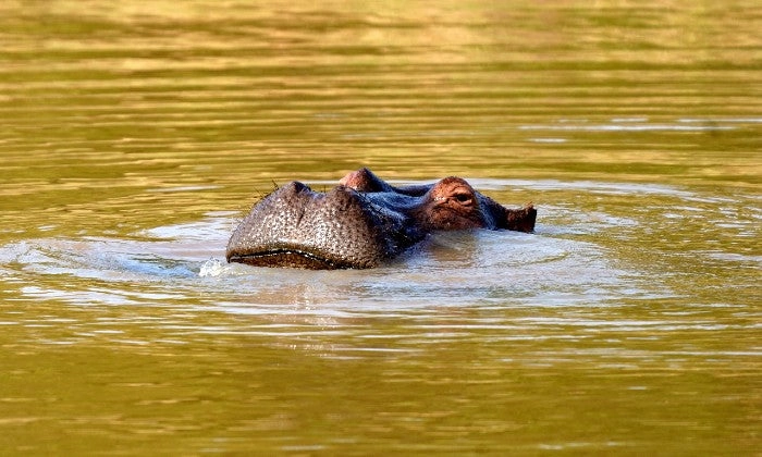 Limpopo: 2-Night Stay for Two including Meals, and 2 x Game Drives at Honeyguide Ranger Camp