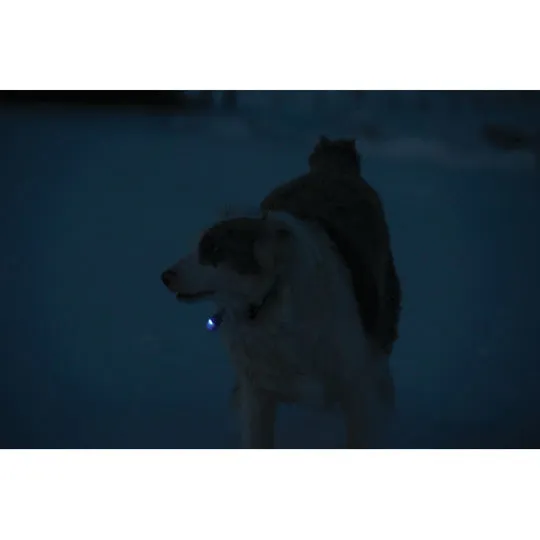 Terrain D.O.G. Safety Light